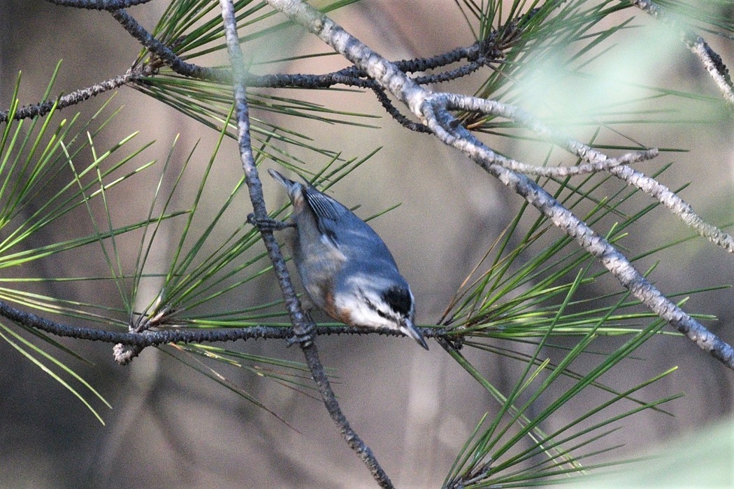 Krüper's Nuthatch
